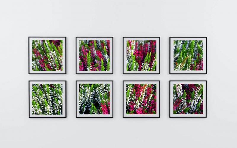 eight-photo-frame-of-flowers-1100008